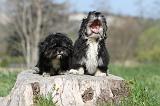 LHASSA APSO 011